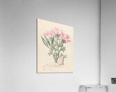 Ceropegia or Echites [Pachypodium succulentum] 1817 Acrylic Print