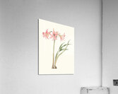 Amaryllis Stilosa 1834 Acrylic Print