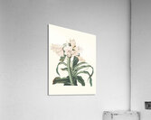 Crinum Scabrum 1834 Acrylic Print