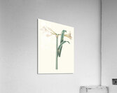 Amaryllis Harrisoni 1834 Acrylic Print