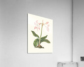 Amaryllis Steilatafolia 1834 Acrylic Print