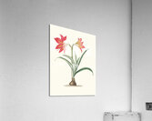Amryllis Platypetala. 1834 Acrylic Print