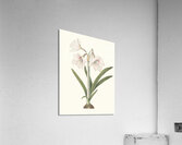 Amaryllis Picta. 1834 Impression acrylique