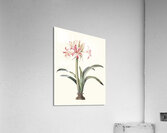 Ameryllis Superba Vittata 1834 Acrylic Print