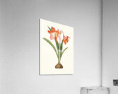 Amaryllis Equestris Major 1834 Acrylic Print