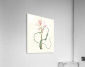 Amaryllis Longifolia Glauca 1834 Acrylic Print