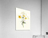 Lilium Canadense. [Canada Lily Wild Yellow Lily] 183400 Acrylic Print