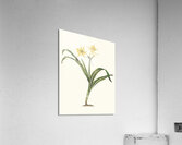 Pancratium Amancaes 1834 Acrylic Print