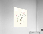 1. Zephyranthes Carinatus. 2. Zephyranthes Rosea. 1834 Acrylic Print