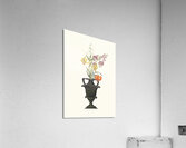 Lilium Pomponium Lilium Chalcedonicum 1834 Acrylic Print