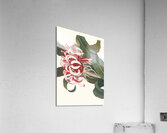 Crinium Augustum. [Queen Emma] 1834 Impression acrylique