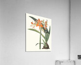 Amaryllis Fulgida 1834 Acrylic Print