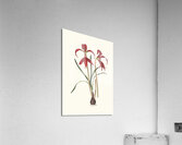Amaryllis Formosissima. 1834 Impression acrylique