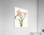 Amaryllis Psittacina 1834 Acrylic Print