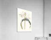 Amaryllis Aulica 1834 Acrylic Print