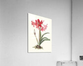 Amaryllis Johnsoni. 1834 Acrylic Print