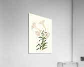 Lilium Longiflorum. 1834 Acrylic Print
