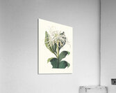 Pancratium Specidsum 1834 Acrylic Print