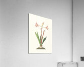 Amaryllis Vittata Minor 1834 Acrylic Print
