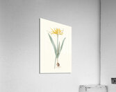 Nerine Aurea. 1834 Acrylic Print