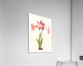 Amaryllis Solandriflora Var. Or Amaryllis Johnsoni 1834 Acrylic Print
