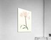 Amaryllis Belladonna 1834 Acrylic Print