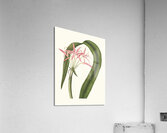 Crinum Cruentum 1834 Acrylic Print