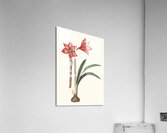 Amaryllis Correiensis. 1834 Acrylic Print