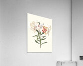 Lilium Japonicum. 1834 Acrylic Print