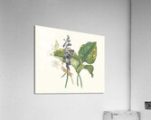 Hemerecalliscarulea Hemerecallis Japonica 1834 Acrylic Print