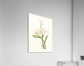 Lilium Candidum 1834 Acrylic Print