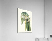 Crinum Declinatum 1834 Acrylic Print