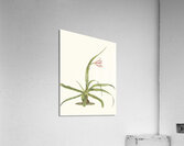 Crinum Yuccæides 1834 Acrylic Print
