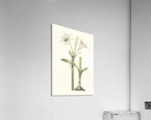 Pancratium Calathinum. 1834 Acrylic Print