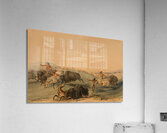 Buffalo Hunt Chase 1844 Acrylic Print