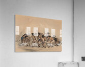 Buffalo Dance Acrylic Print