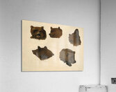 Portraits of Two Grizzly Bears From Life 1839-1840 Acrylic Print