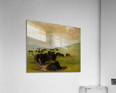 Buffalo Bulls in a Wallow 1837-1839 Acrylic Print