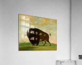 Buffalo Bull Grazing on the Prairie 1832-1833 Acrylic Print