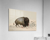 Wounded Buffalo Bull 1844 Acrylic Print