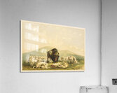 Buffalo Hunt White Wolves Attacking Buffalo Bull 1844  Acrylic Print