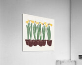 Vintage Flower Illustration 1899 by Edward Penfield Acrylic Print