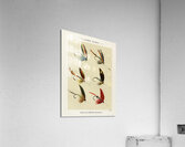 Mary Orvis Marbury 027 Acrylic Print