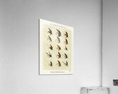 Trout Flies  Acrylic Print