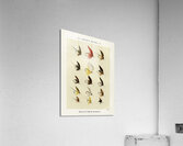 Trout Flies  Acrylic Print