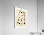 Trout Flies  Acrylic Print