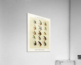 Trout Flies  Acrylic Print