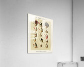 Trout Flies  Acrylic Print