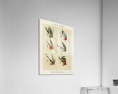 Lake Flies Acrylic Print