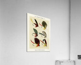 Bass Flies  Acrylic Print